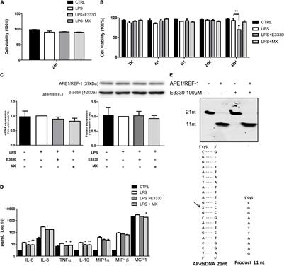 Chemical Inhibition of Apurinic-Apyrimidinic Endonuclease 1 Redox and DNA Repair Functions Affects the Inflammatory Response via Different but Overlapping Mechanisms